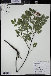 Rosa arkansana image