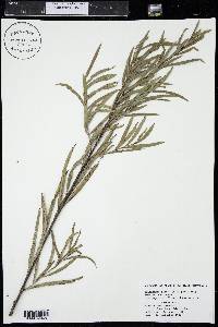 Salix petiolaris image