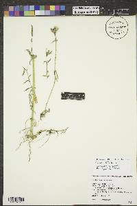 Silene latifolia image