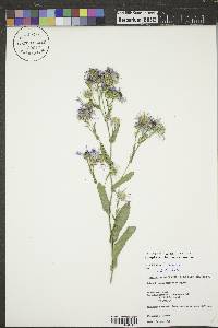 Symphyotrichum novae-angliae image