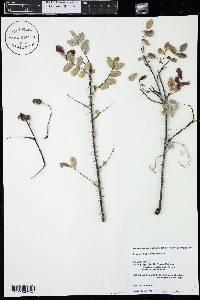 Rosa acicularis image