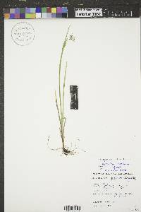 Sisyrinchium montanum image