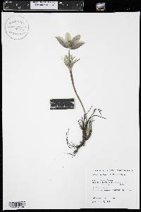 Pulsatilla patens image