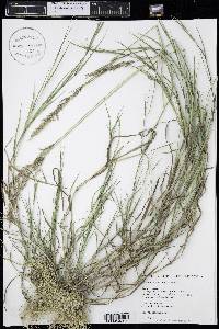 Agrostis exarata image