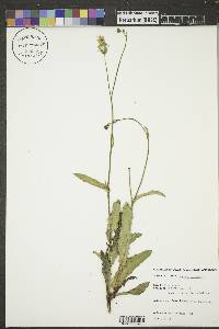 Sonchus oleraceus image