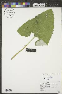 Petasites frigidus image