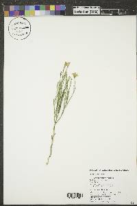 Lygodesmia juncea image