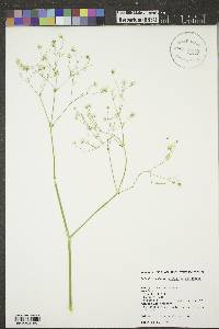 Gypsophila paniculata image