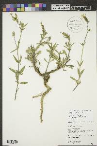 Silene latifolia image