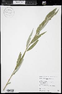 Salix x sepulcralis image