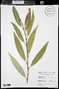 Salix x sepulcralis image