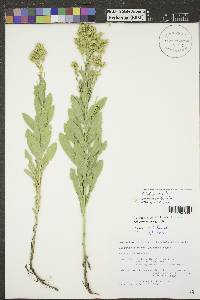 Solidago rigida image