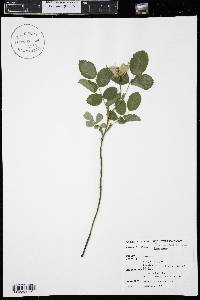 Rosa acicularis subsp. sayi image