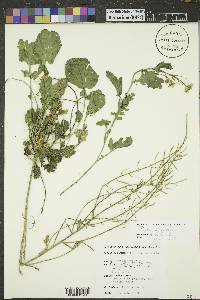 Raphanus raphanistrum subsp. sativus image