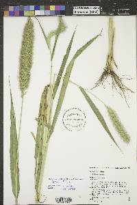 Setaria faberi image