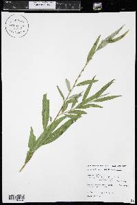 Salix x sepulcralis image