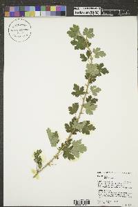 Ribes missouriense image