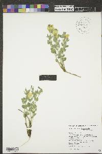 Thermopsis rhombifolia image