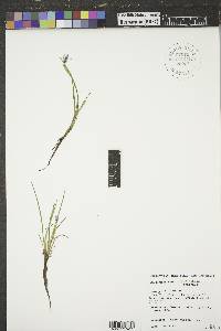 Sisyrinchium montanum image