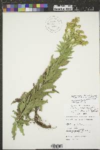 Solidago altissima subsp. gilvocanescens image