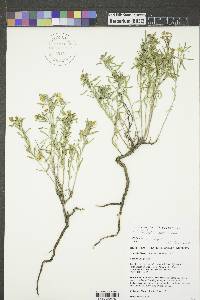 Oenothera serrulata image