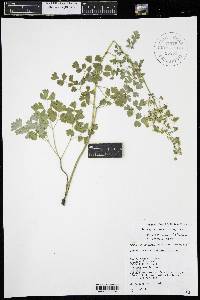 Thalictrum venulosum image