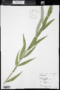 Salix x sepulcralis image