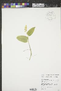 Maianthemum canadense image