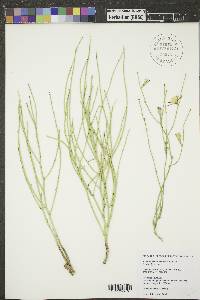 Lygodesmia juncea image