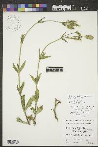 Silene latifolia image