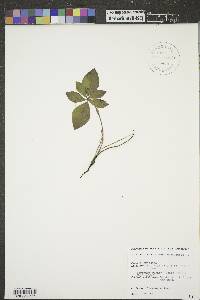 Cornus canadensis image