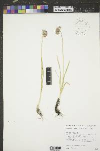 Allium stellatum image