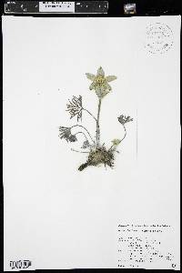 Pulsatilla patens image