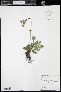 Geum triflorum image