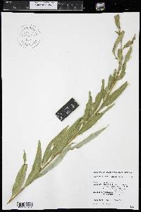 Salix x sepulcralis image