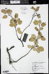 Amelanchier alnifolia image