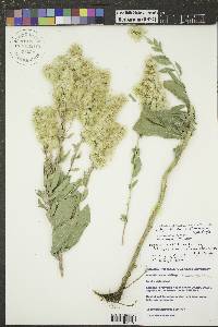 Solidago altissima subsp. gilvocanescens image