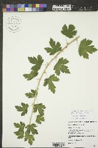 Ribes hirtellum image