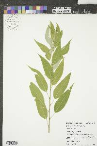 Salix amygdaloides image