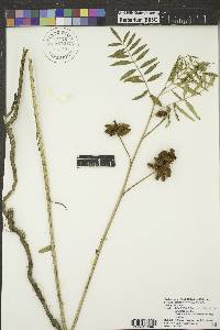 Glycyrrhiza lepidota image