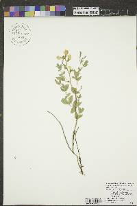 Thermopsis rhombifolia image