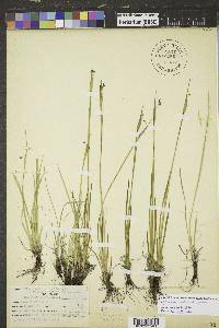 Sisyrinchium montanum image