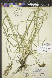 Scirpus atrocinctus image