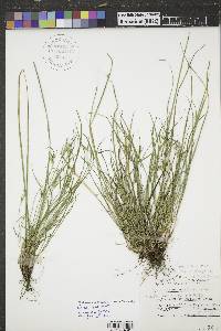 Carex rossii image