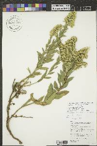 Solidago altissima subsp. altissima image