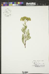 Tanacetum vulgare image