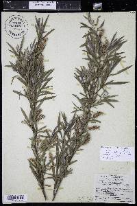 Salix interior image