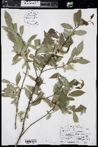 Salix lutea image