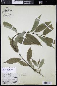 Salix lutea image