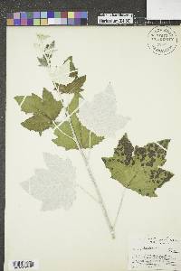 Populus alba image